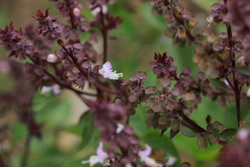 Sweet basil at garden