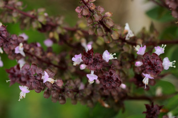 Sweet basil at garden