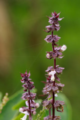 Sweet basil at garden