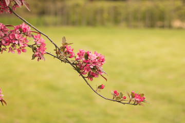 Close-up: flowering branch of apple tree on a blurred background of green grass.