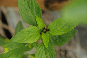 Sweet basil at garden