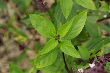 Sweet basil at garden