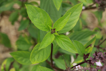 Sweet basil at garden