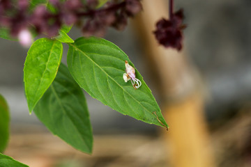 Sweet basil at garden