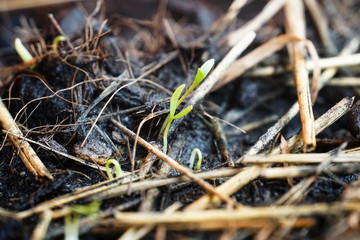 Growing vegetable plant seed in pot