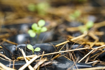 growing vegetable plant seed in plastic box pots