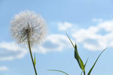 Fototapeta na wymiar White fluffy flower against blue sky