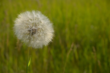 Fototapeta na wymiar White fluffy flower on the background of green grass