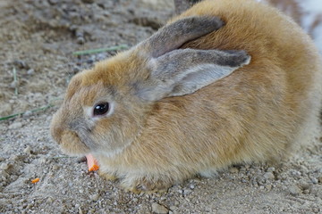Rabbit eat morning glory and carrot.