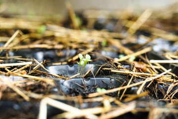 growing vegetable plant seed in plastic box pots