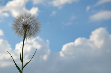 White fluffy flower against blue sky