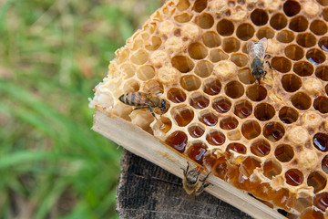 Close up view of the working bee on the honeycomb with sweet honey..