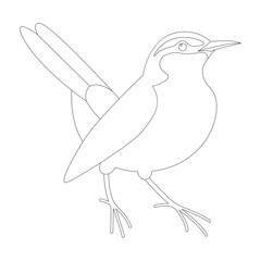  robin  bird , vector illustration ,  lining draw ,profile