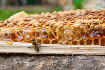 Close up view of the working bee on the honeycomb with sweet honey..