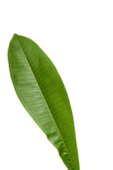 leaf of plumeria isolated
