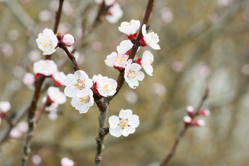 almond blossosms at springtime