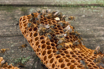 Close up view of the working bee on the honeycomb with sweet honey..