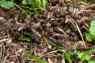 Bees and wasp swarming on honey drops in green grass..