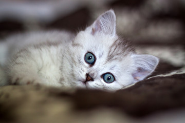 Fluffy white kitten. Cute, beloved, beautiful kitten close-up. Scottish Straight Kitty in a natural setting at home.