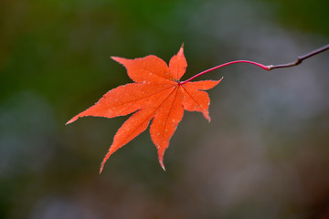 一葉の紅葉