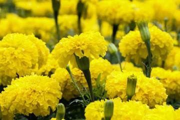 African marigold at garden