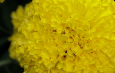 African marigold at garden