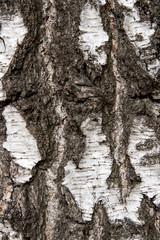 Birch bark texture as abstract background