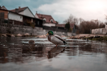 Duck in the middle of a river