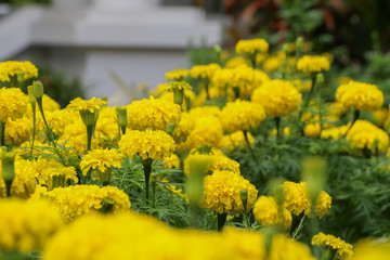 African marigold at garden