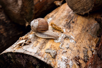 Helix pomatia, common names the Burgundy snail, Roman snail, edible snail crawling on the trunk tree..
