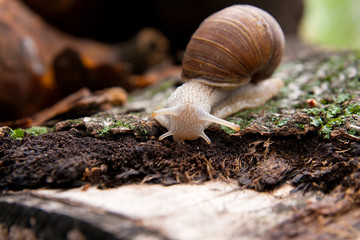 Helix pomatia, common names the Burgundy snail, Roman snail, edible snail crawling on the trunk tree with moss and fungus.
