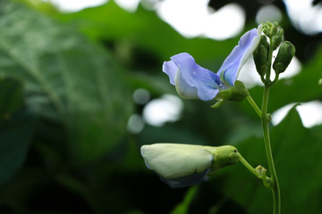 Winged bean at garden