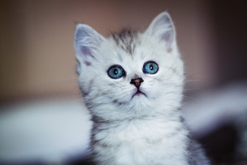 Fluffy white kitten. Cute, beloved, beautiful kitten close-up. Scottish Straight Kitty in a natural setting at home.