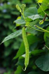 Winged bean at garden