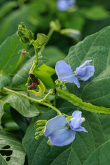 Winged bean at garden