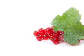 Red currant berry isolated on white. A bunch of red currant..