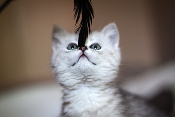 Fototapeta premium Fluffy white kitten. Cute, beloved, beautiful kitten close-up. Scottish Straight Kitty in a natural setting at home.