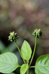 Hedge flower at garden