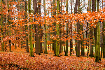 Fototapeta na wymiar Last golden leaves in autumn beech forest.