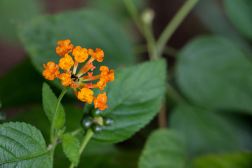 Hedge flower at garden