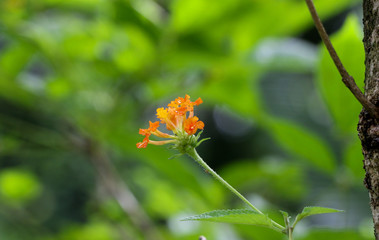 Hedge flower at garden