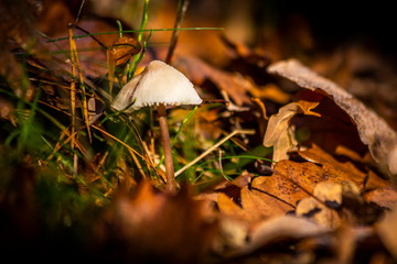 Mushroom growing in the autumn forest near old log.