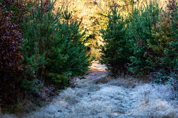 Frost morning in a forest