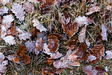 Texture of some leaves covered by snow and ice on a winter day