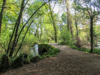 Forest road with bridge and green trees and blue sky