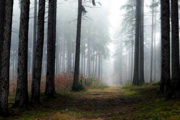 Naklejka premium Forest in fog, autumn in a forest of the Czech Republic.