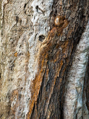 Rotonda di San Tomé, Lombardia