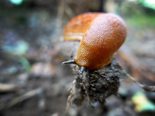 Rotonda di San Tomé, Lombardia