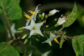 Turkey berry at garden