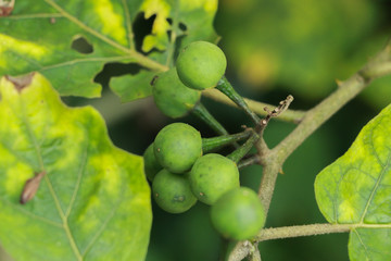 Turkey berry at garden